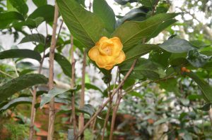 Trà hoa vàng – “Thảo dược quý” giúp kéo dài tuổi thọ
